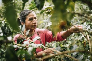 フェアトレード生産者