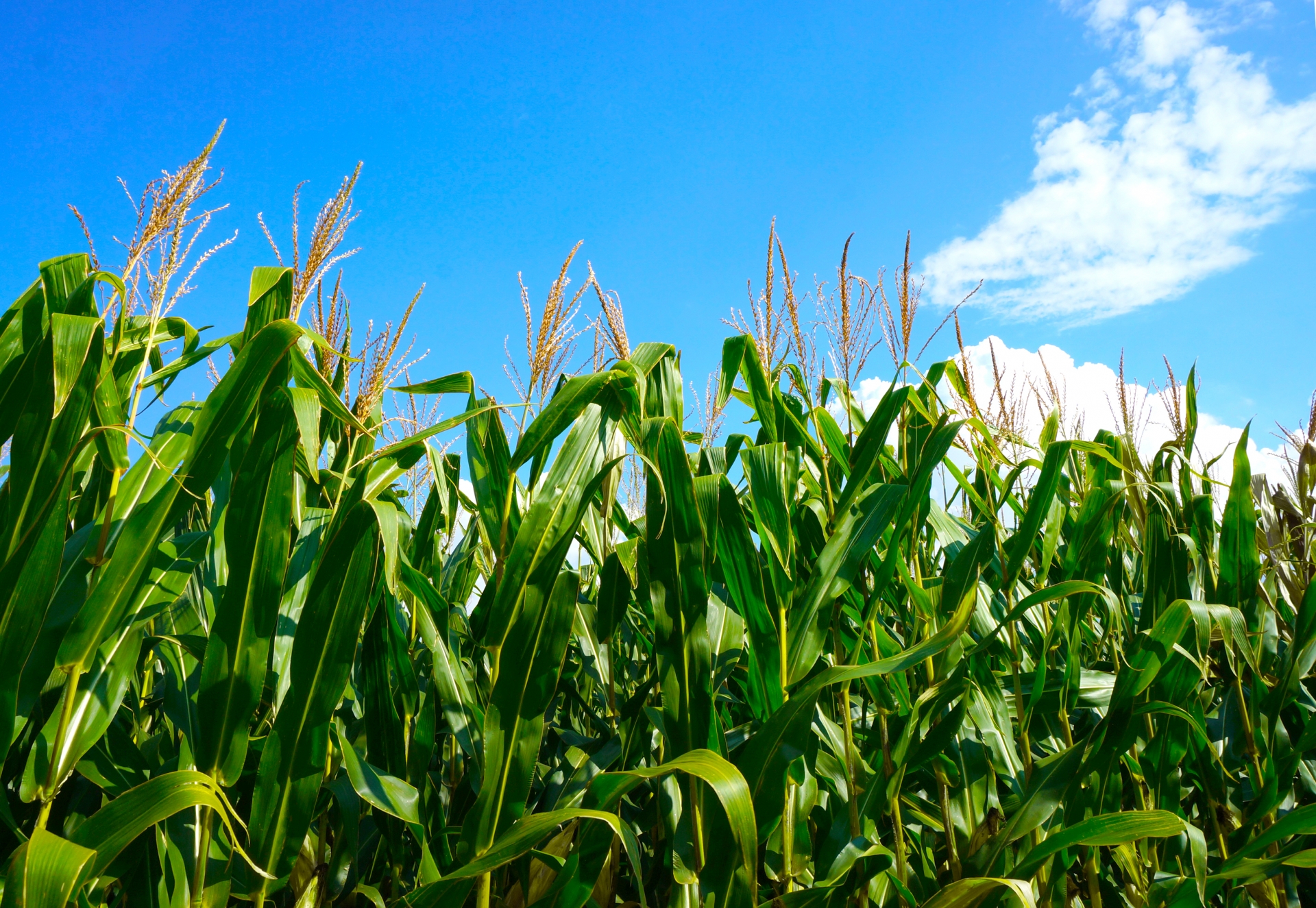 バイオエタノールとは？メリット・デメリットから活用事例、GX事業での正しい位置づけまで徹底解説